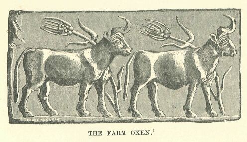 327.jpg the Farm Oxen 
